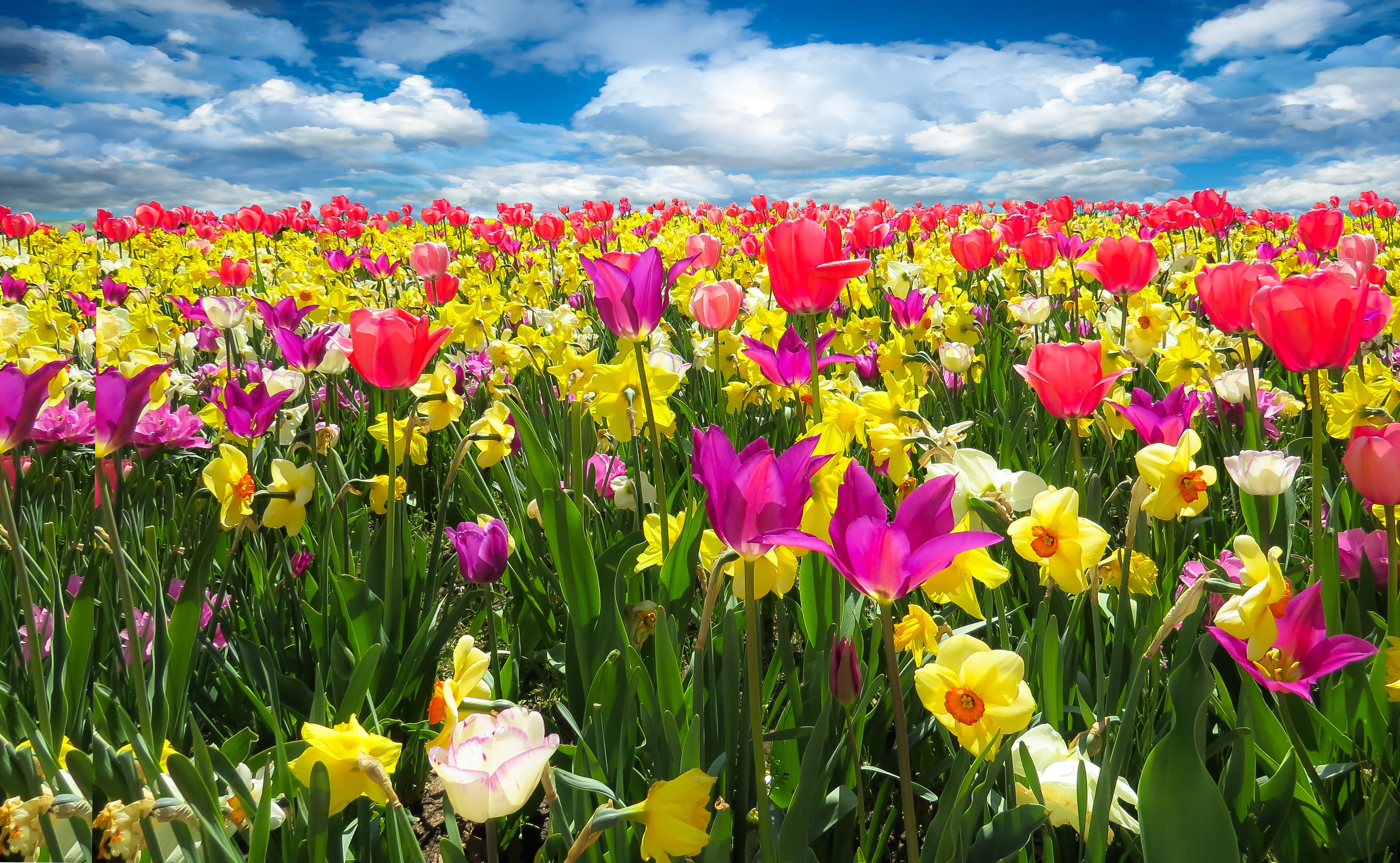 Champ de tulipes et de  jonquilles de couleurs variées : rose, jaune