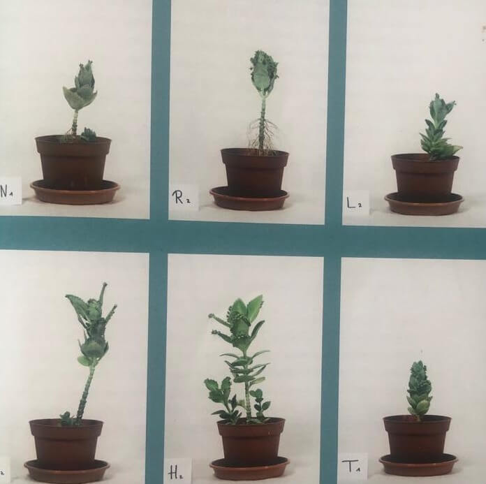 formes de croissance différentes d’une même plante (le bryophillum) élevée avec différents sons